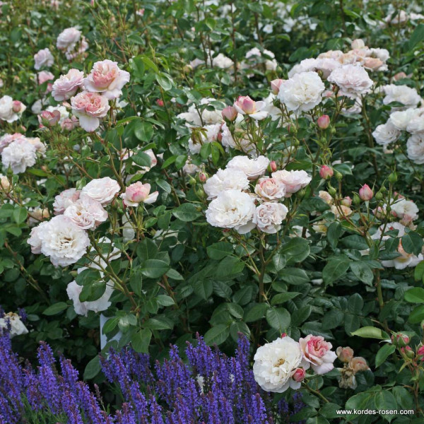 HERKULES® HERKULES®